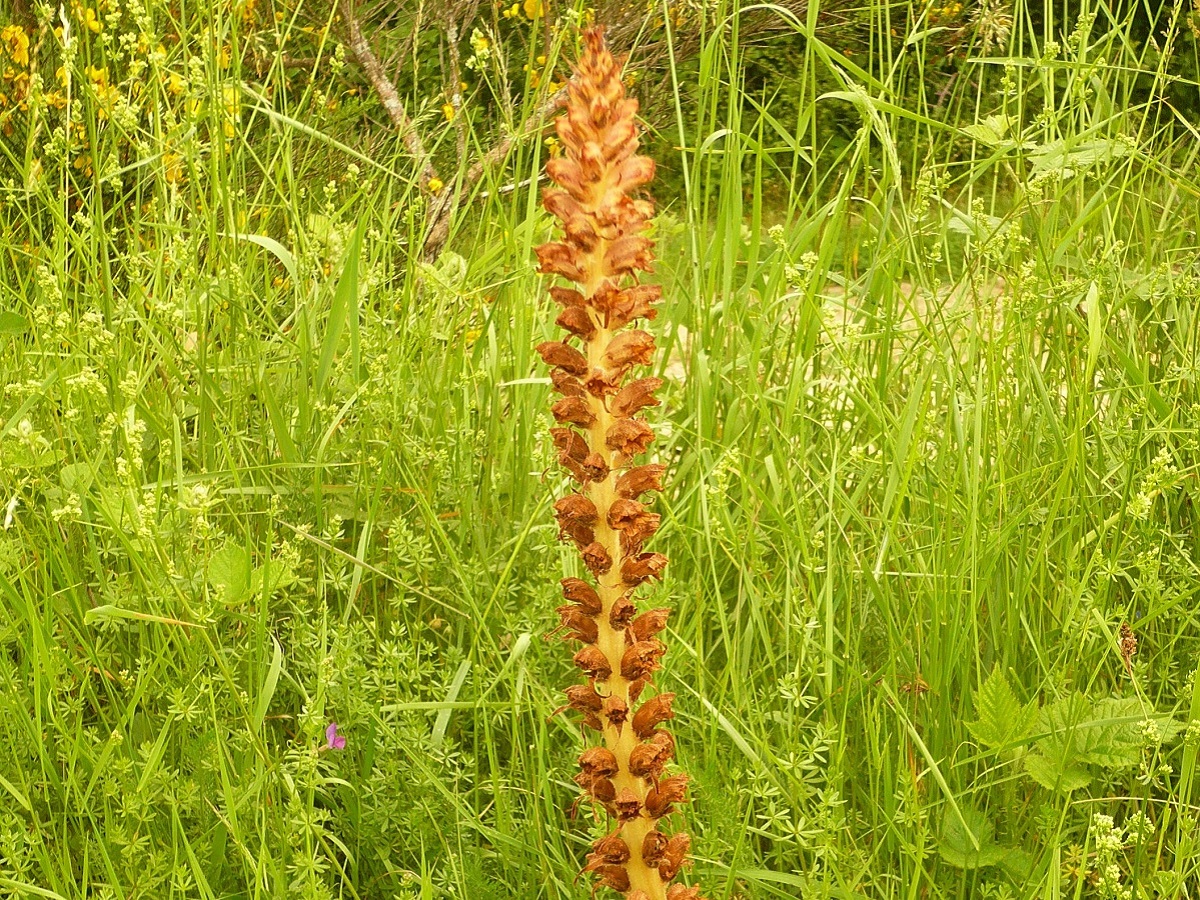 Orobanche rapum-genistae (Orobanchaceae)